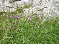 Meadow cranesbill and common knapweed